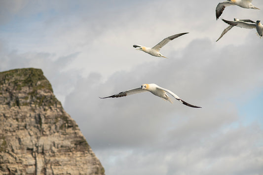 Solan - Medium Gannet Pendant