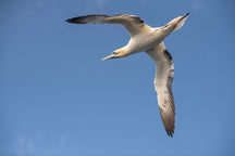 Load image into Gallery viewer, Solan - Medium Gannet Pendant