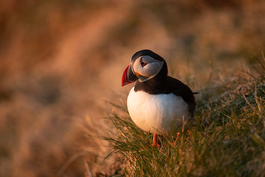 Tammie Norrie - Puffin Charm