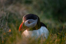 Load image into Gallery viewer, Tammie Norrie - Puffin small twist pendant