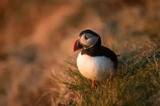 Through the Lens: Shetland Wildlife Gallery