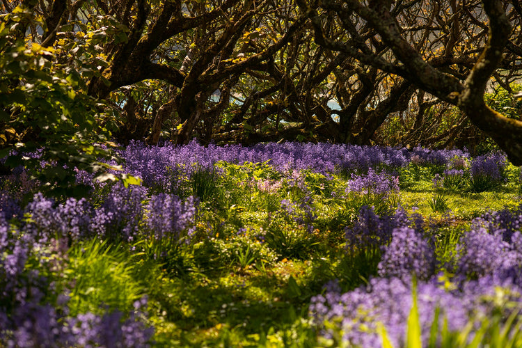 Bluebells