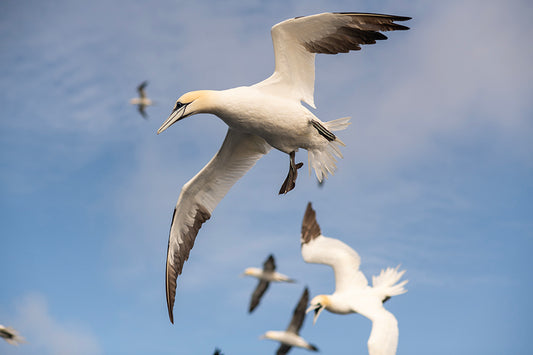 Solan -Large Gannet Brooch