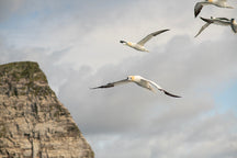 Load image into Gallery viewer, Solan - Enamelled Gannet Pendant
