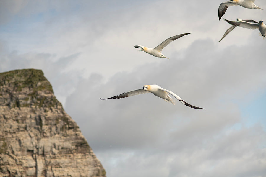Solan -Large Gannet Brooch