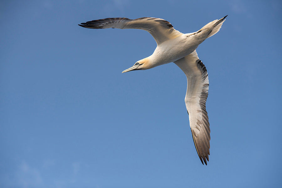 Solan - Medium Gannet Pendant