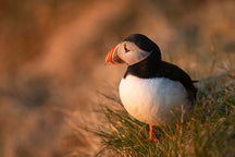 Load image into Gallery viewer, Tammie Norrie - Puffin twist Pendant
