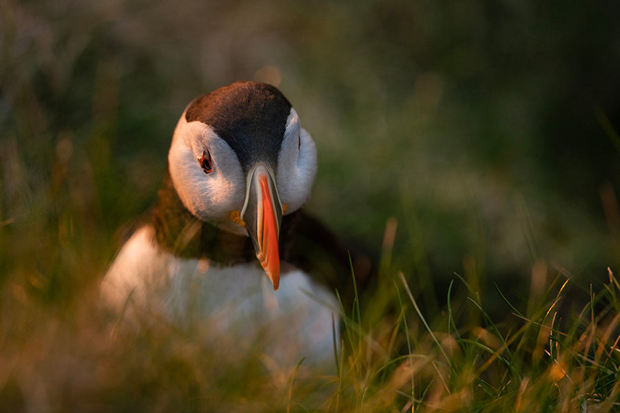 Tammie Norrie - Puffin Earrings