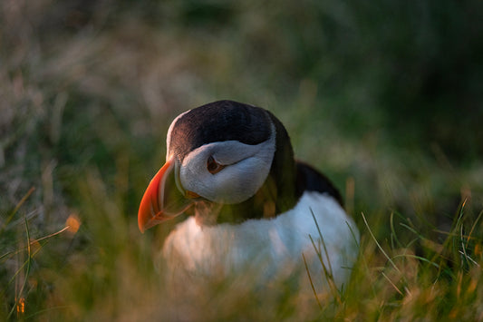 Tammie Norrie - Puffin small twist pendant
